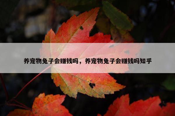 养宠物兔子会赚钱吗，养宠物兔子会赚钱吗知乎